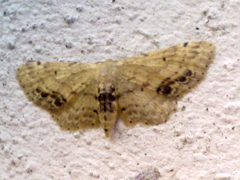 Possibile Idaea dimidiata